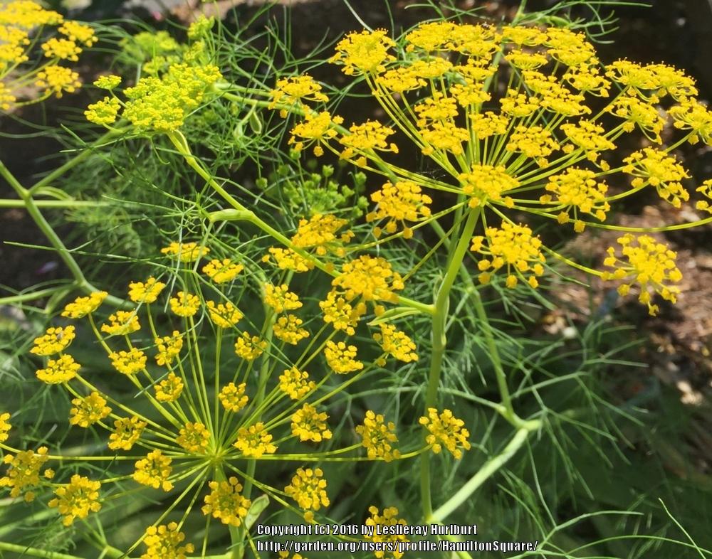 Cow Parsley (Ridolfia segetum 'Gold Spray')