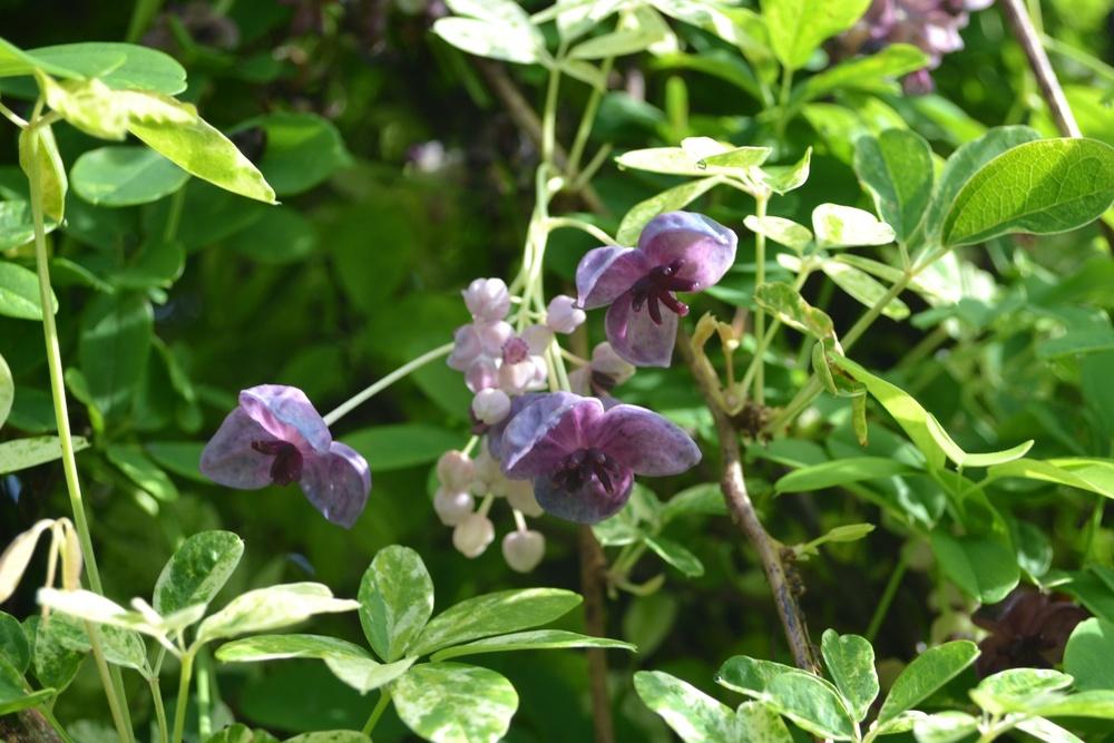 Variegated Chocolate Vine (Akebia quinata 'Variegata')