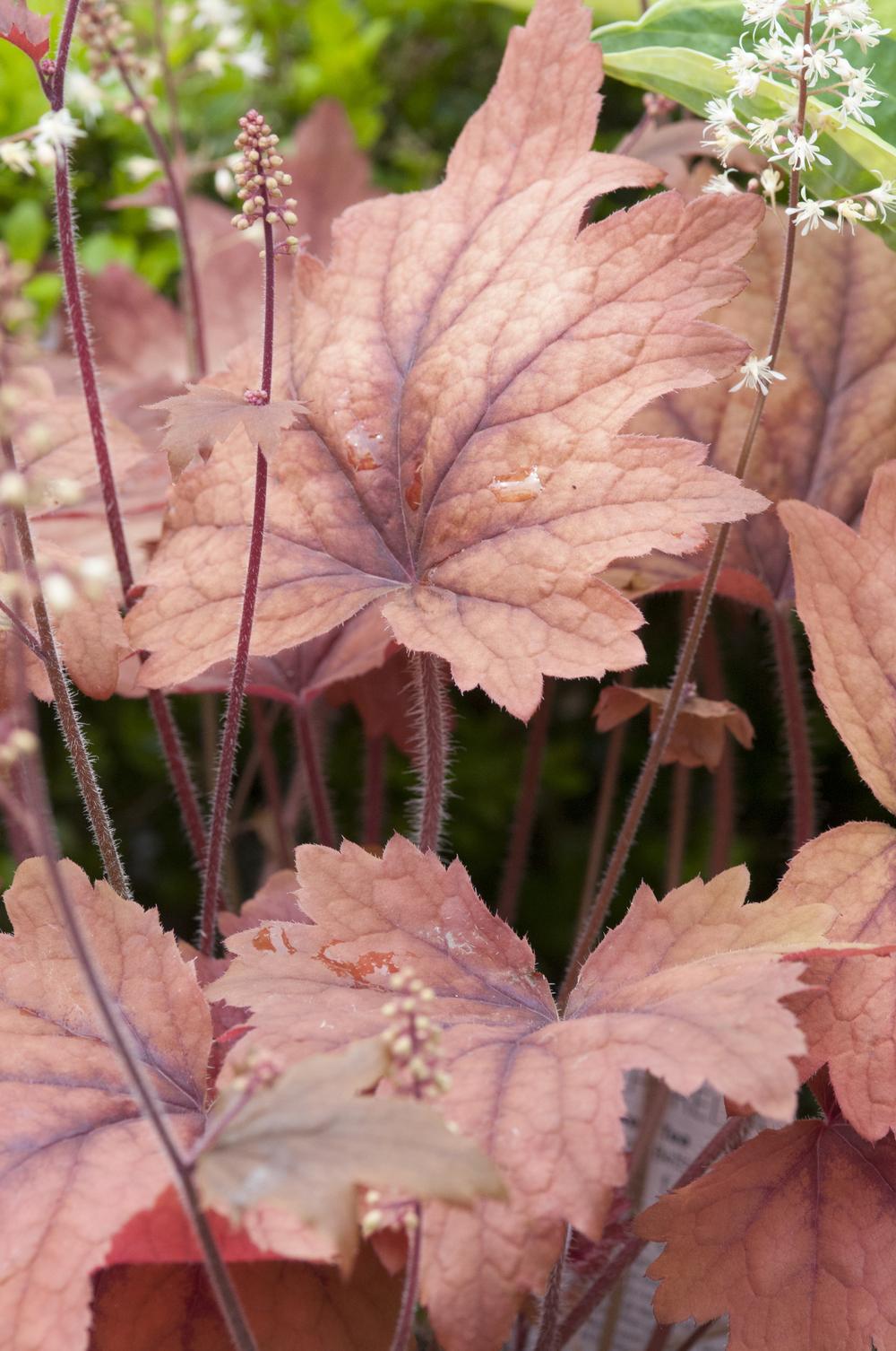 Foamy Bells Plant Care and Collection of Varieties