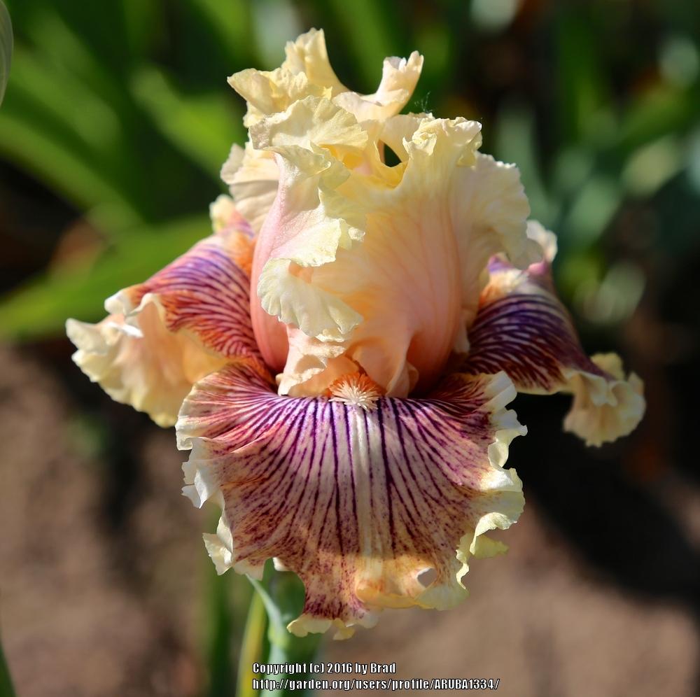 Tall Bearded Iris (Iris 'Read Between the Lines') in the Irises