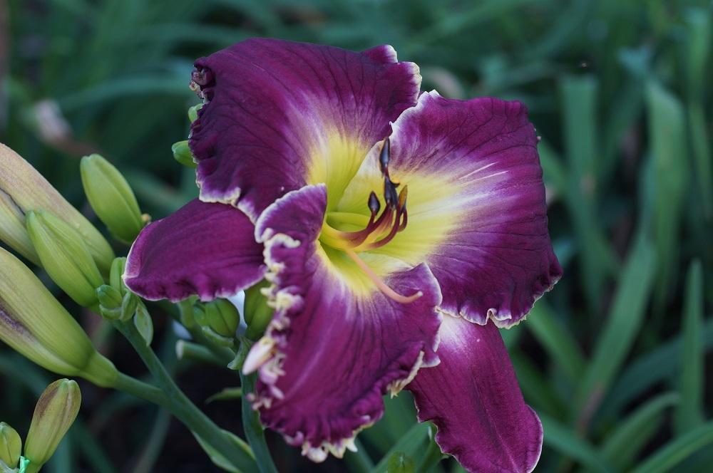 Photo of the bloom of Daylily (Hemerocallis 'Grape Sensation') posted ...