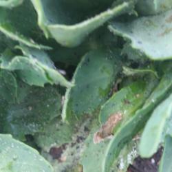 sedum spots plant garden specks ask question forum tried soaps sprays identify luck treat please them help these