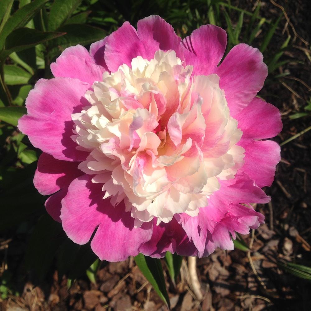 Peony (Paeonia lactiflora ‘Cora Stubbs’) in the Peonies Database
