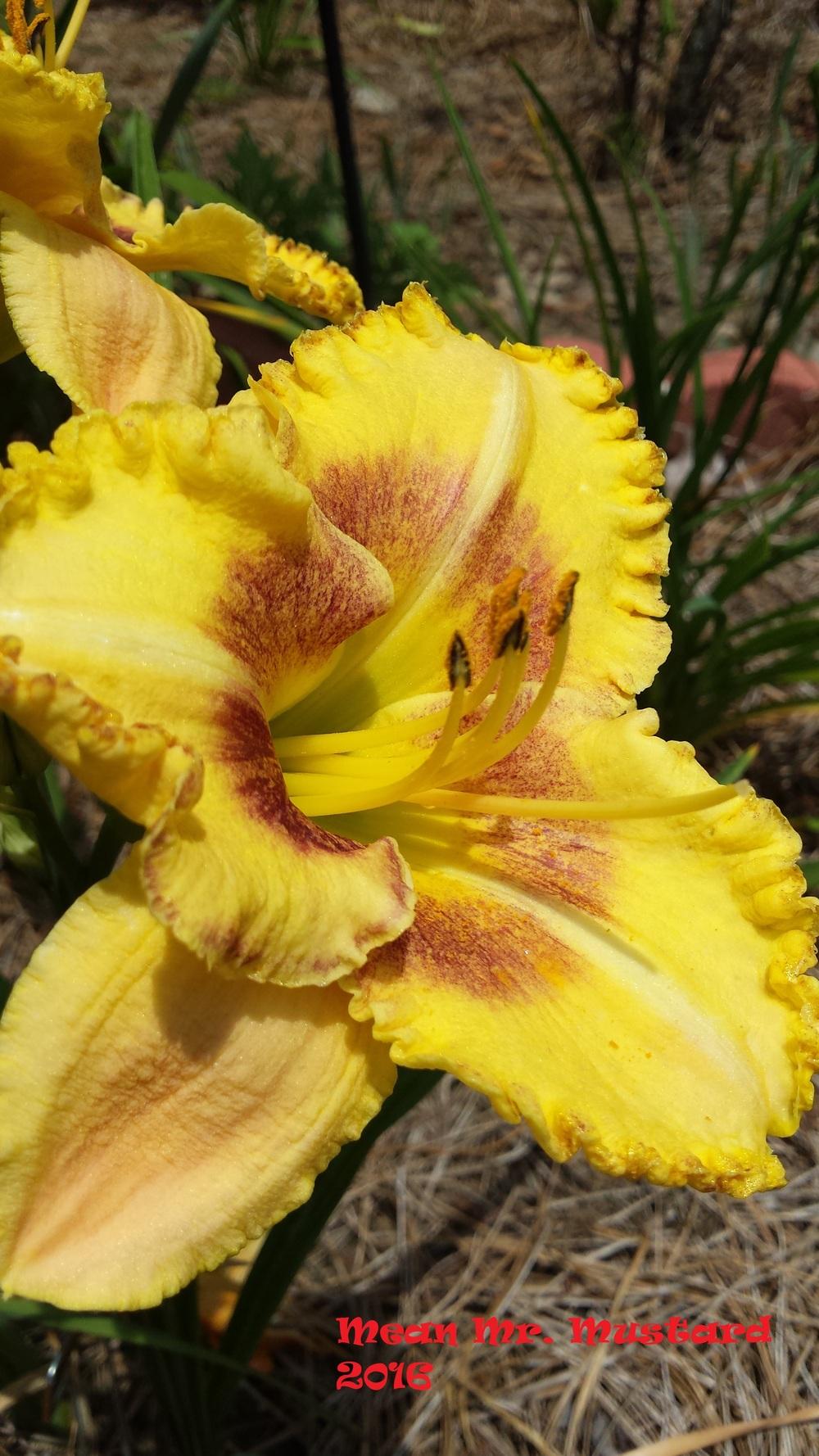 Photo of the bloom of Daylily (Hemerocallis 'Mean Mister Mustard