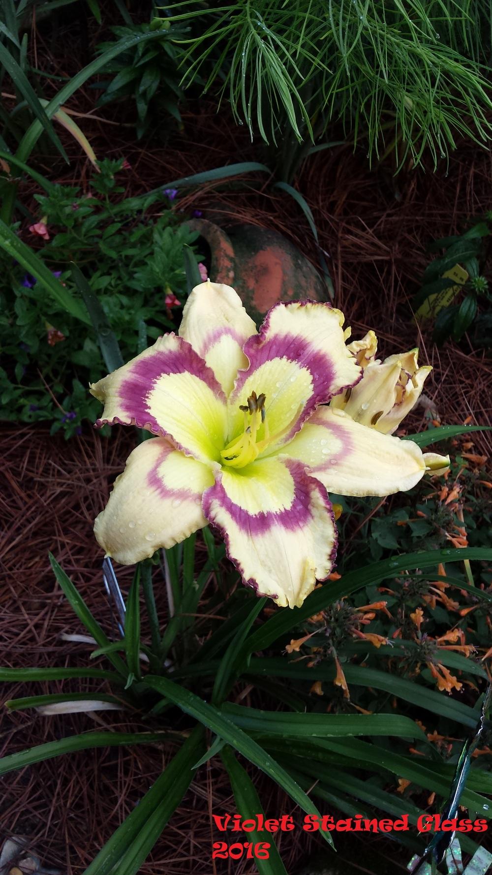 Photo of the bloom of Daylily (Hemerocallis 'Violet Stained Glass
