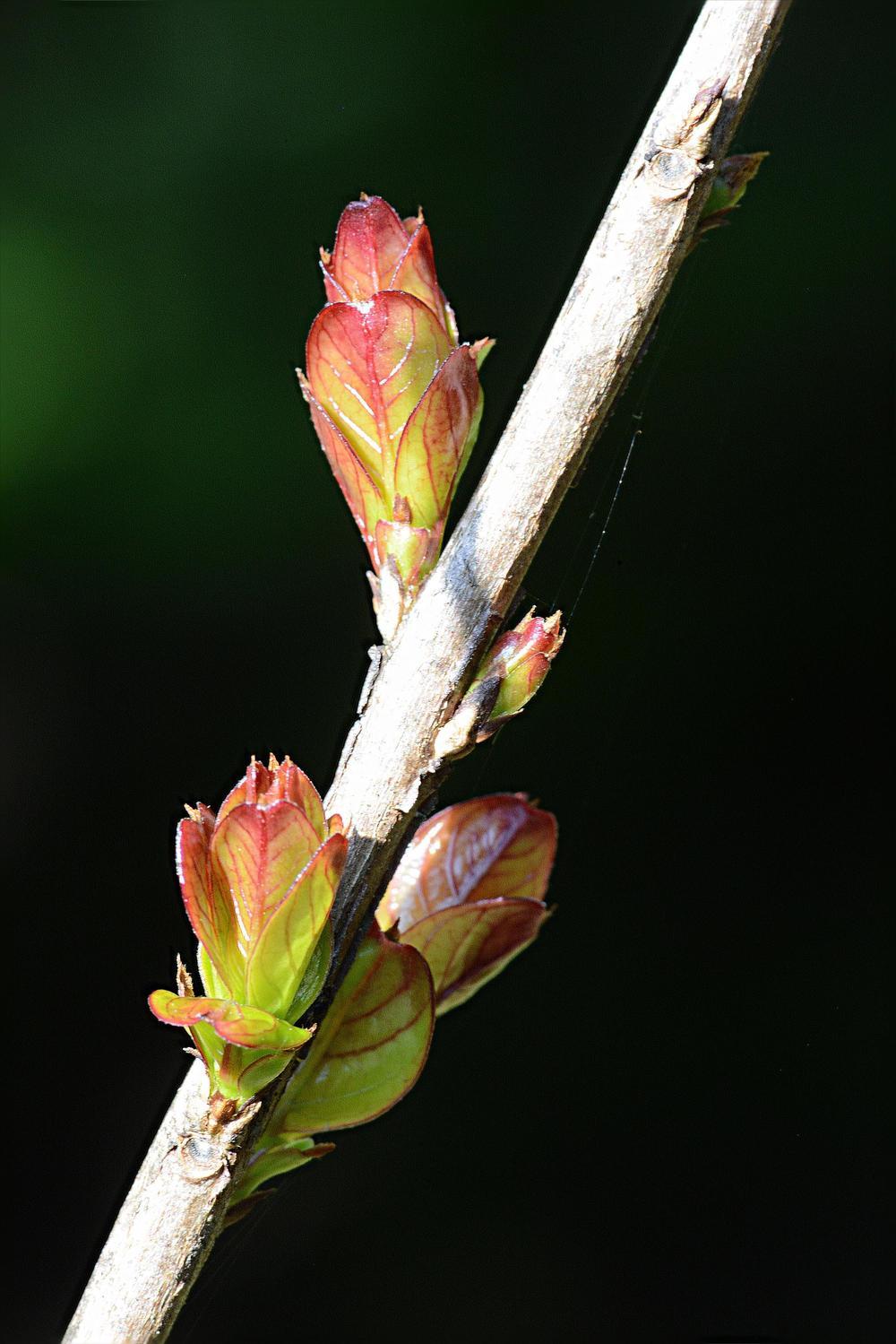 Photo of the closeup of buds, sepals and receptacles of Crepe Myrtle