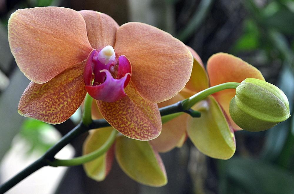 Photo of the bloom of Orchid (Phalaenopsis Surf Song) posted by