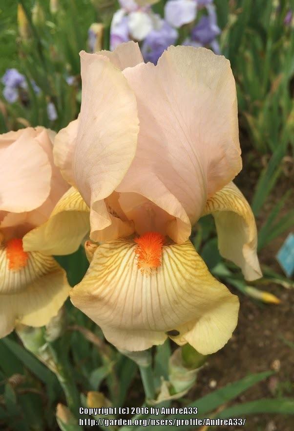Photo of the bloom of Intermediate Bearded Iris (Iris 'Constant Wattez