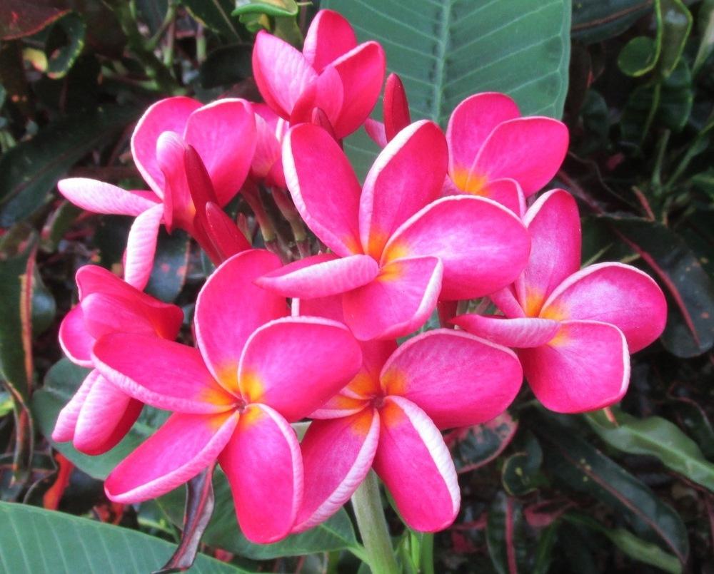 Plumeria (Plumeria rubra 'Kaneohe Sunset') in the Plumerias Database