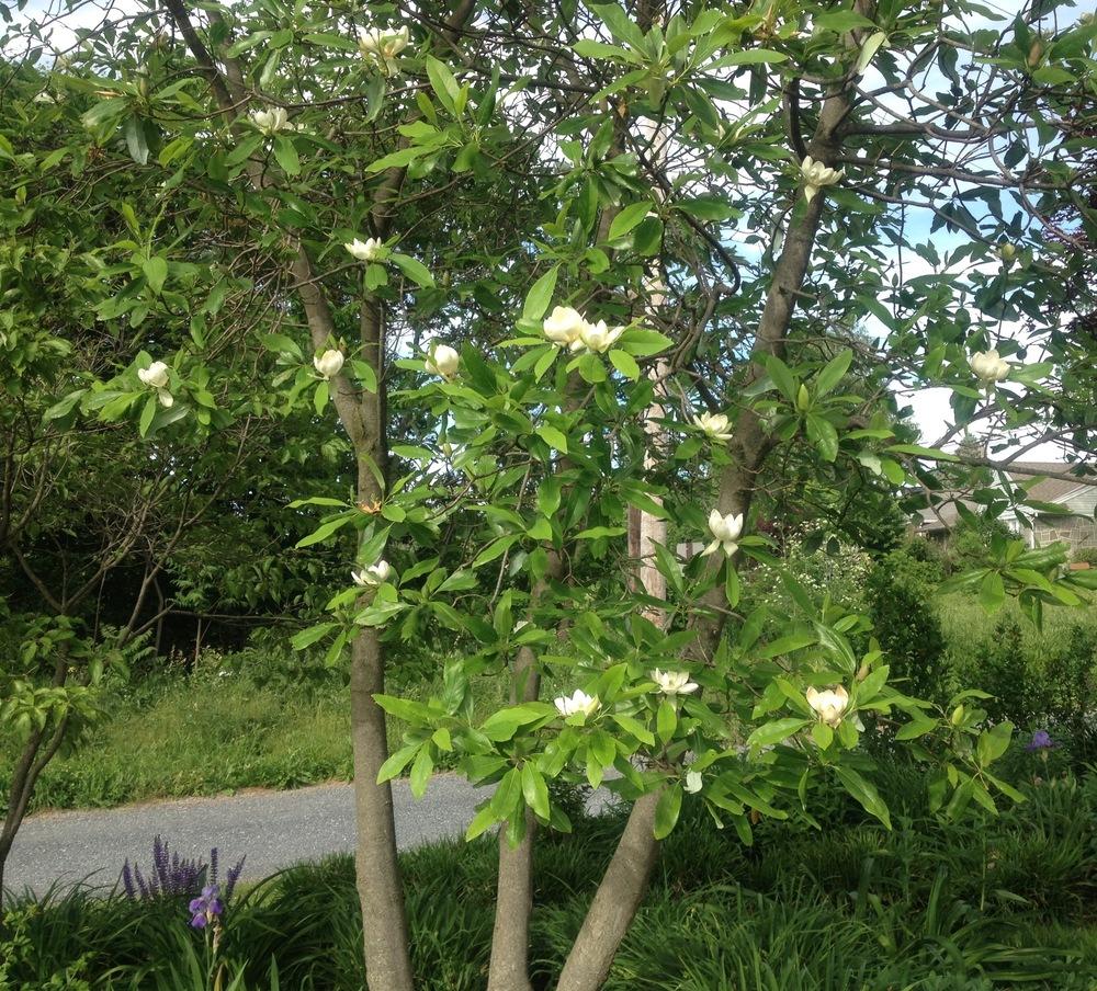 Photo of the entire plant of Sweet Bay Magnolia (Magnolia virginiana