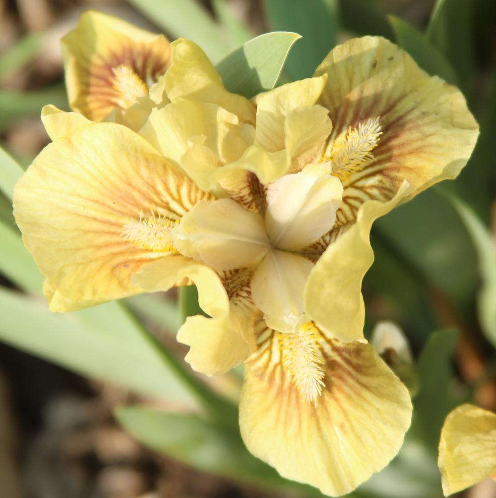Miniature Dwarf Bearded Iris (Iris 'Little Pearl') in the Irises ...