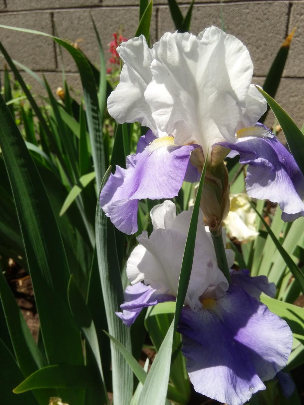 Photo of the bloom of Tall Bearded Iris (Iris 'Ride the Wind') posted by cocoajuno