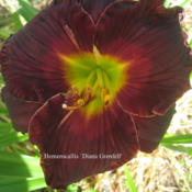 Location: Concord, NC zone 7Date: 2016-05-31First year in my garden and FFO