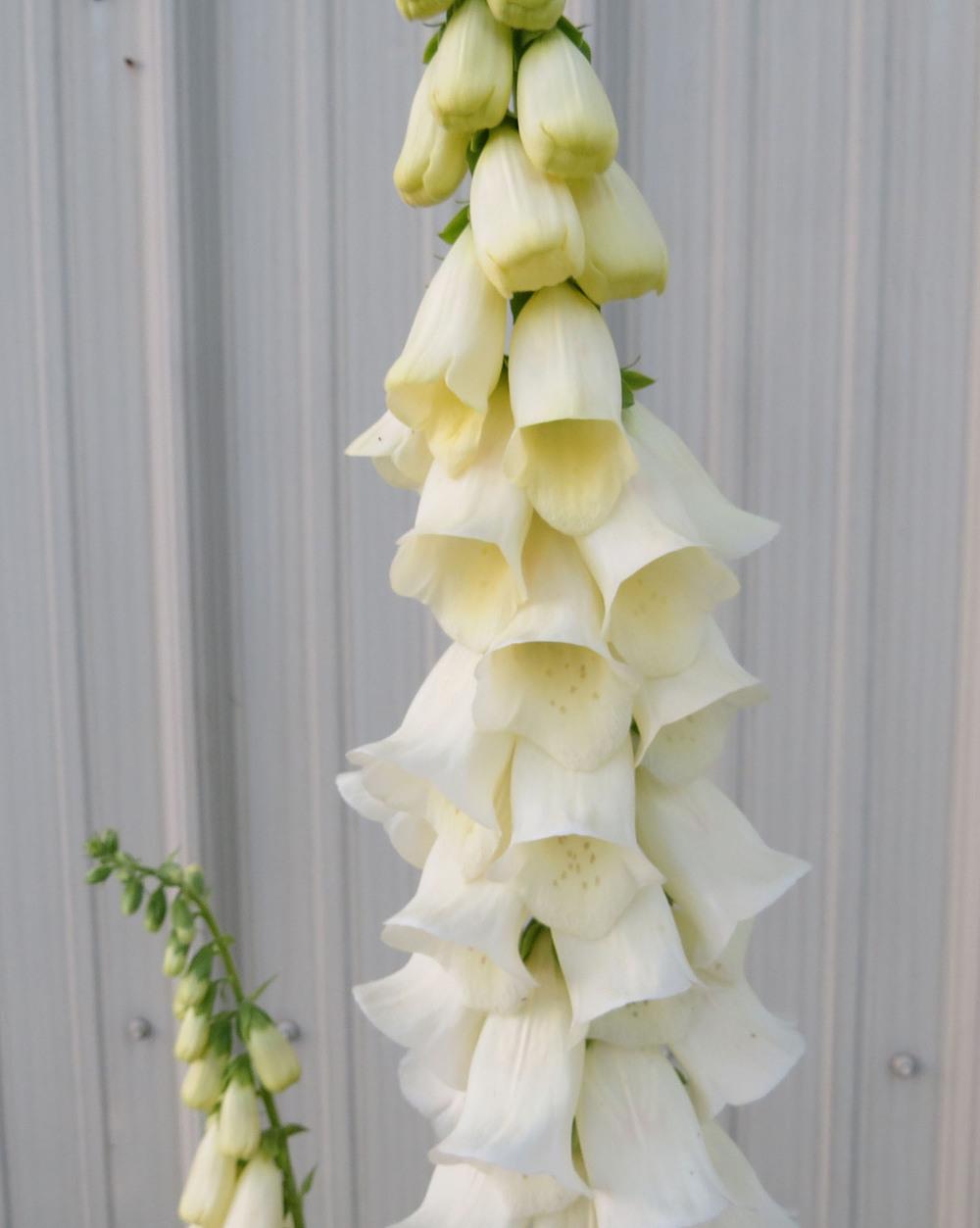 Photo of the bloom of Foxglove (Digitalis purpurea 'Foxy Mix') posted