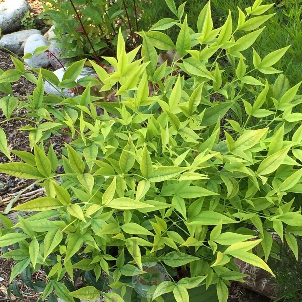 Heavenly Bamboos Plant Care and Collection of Varieties