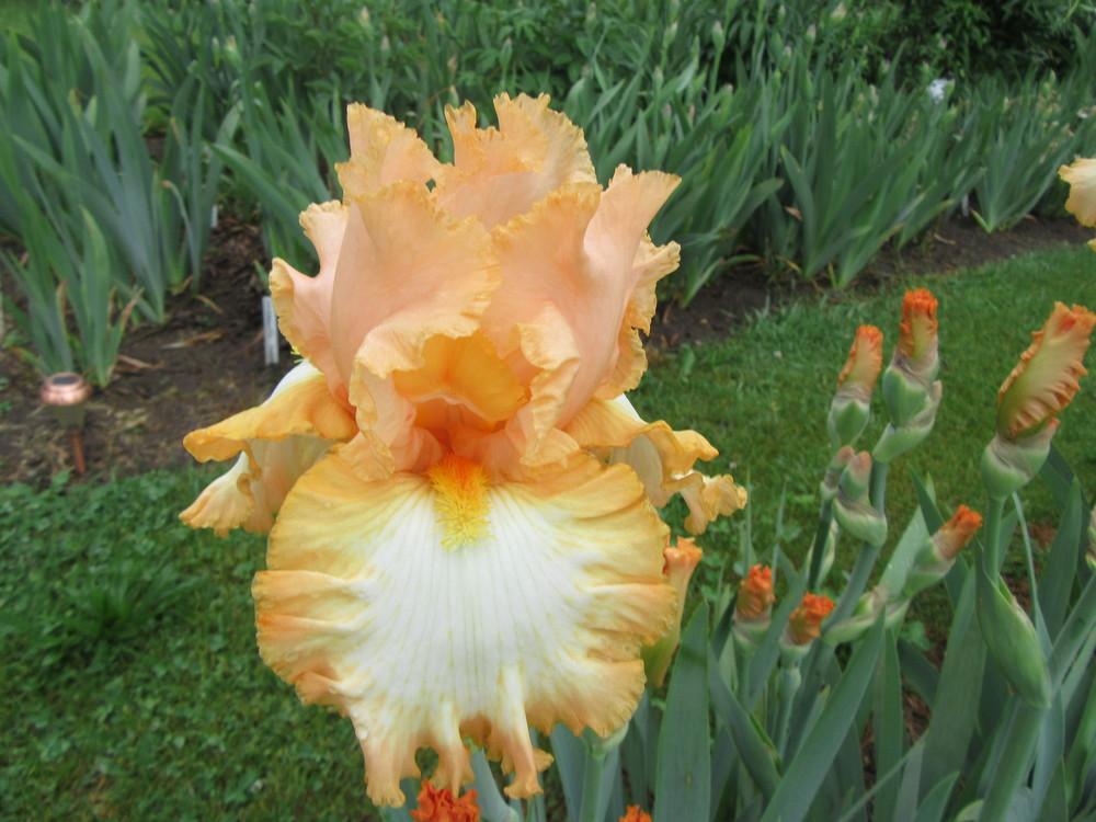 Photo of the bloom of Tall Bearded Iris (Iris ‘Barbara My Love’) posted