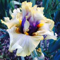 Photo of the bloom of Tall Bearded Iris (Iris 'Secret Rites') posted by ...