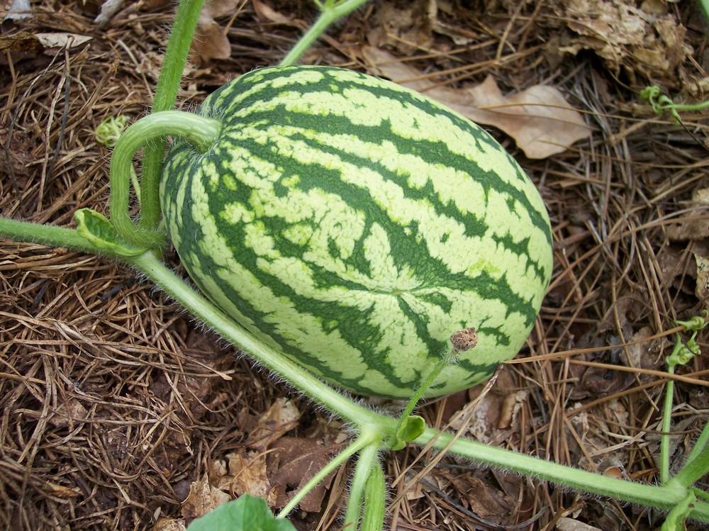 Watermelons Plant Care and Collection of Varieties