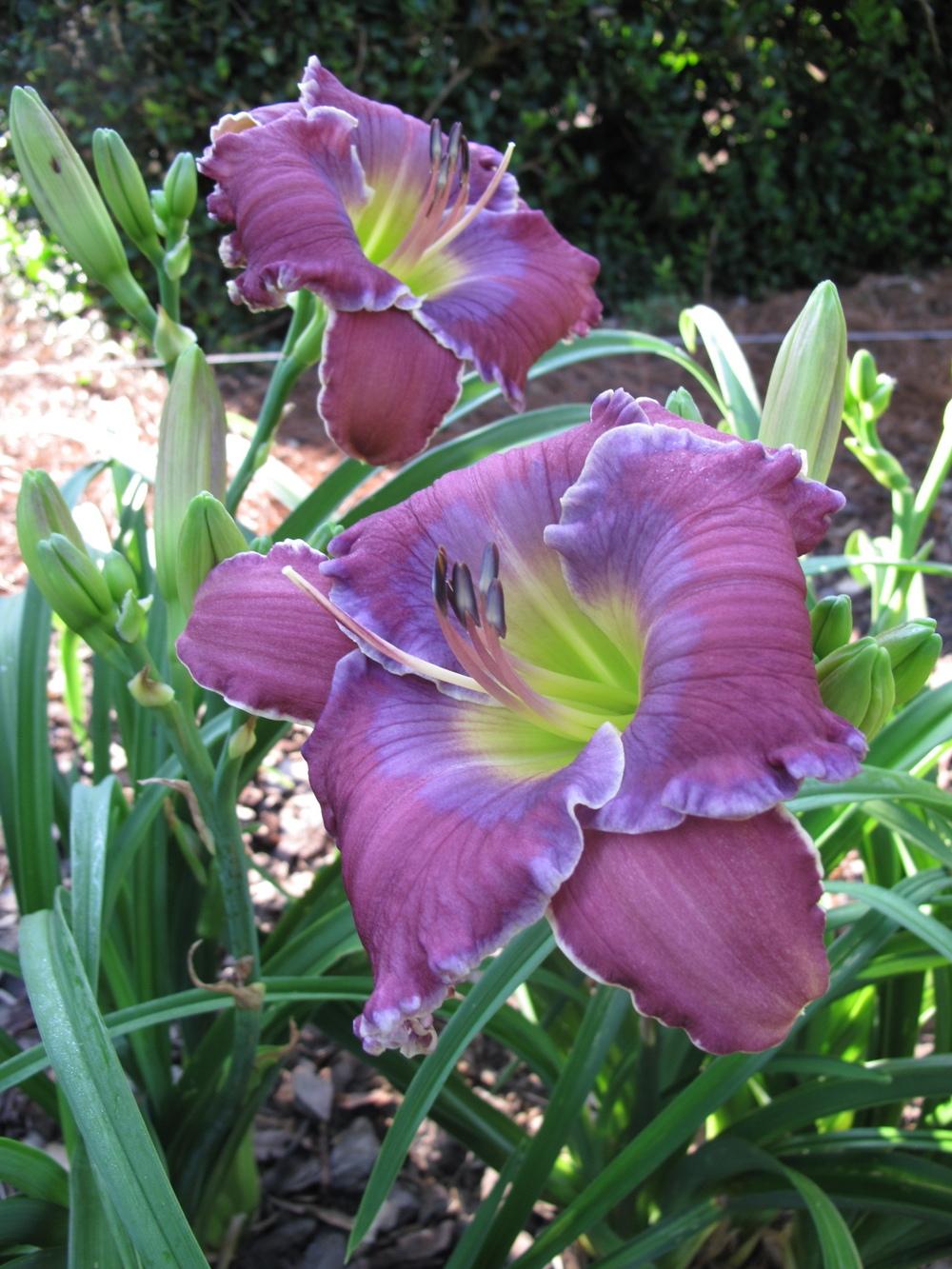 Daylily (Hemerocallis 'Blue Trim') in the Daylilies Database