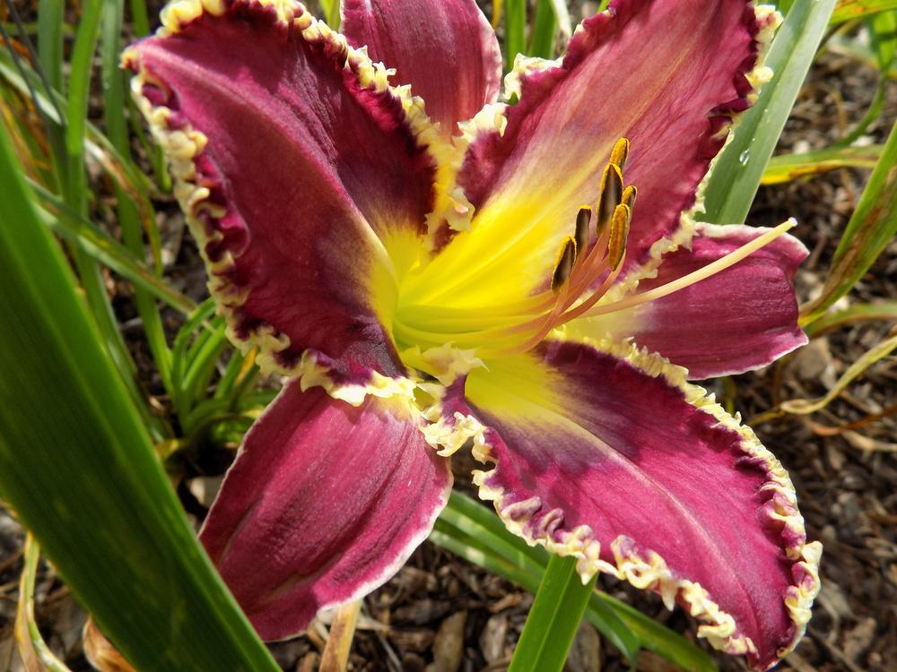 Daylily (Hemerocallis 'Grape Ambition') in the Daylilies Database ...