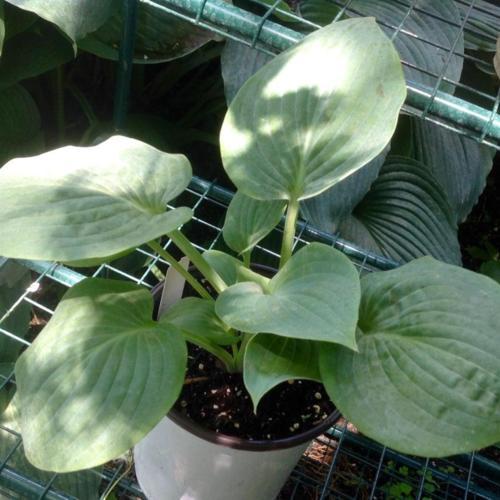 Hosta 'Denim Jacket' in the Hostas Database