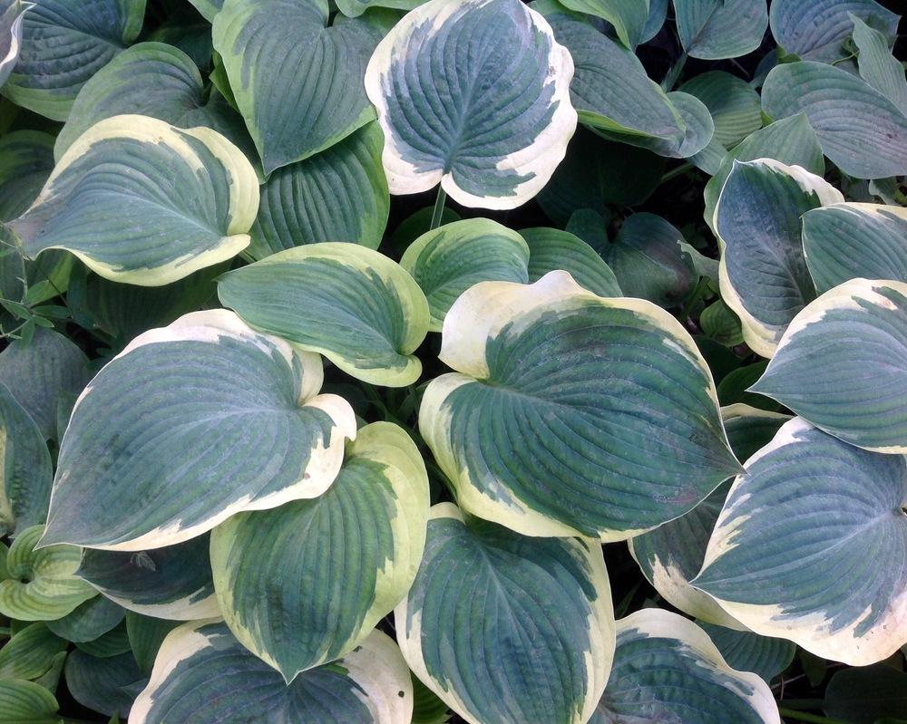 Hosta 'Orion's Belt' in the Hostas Database