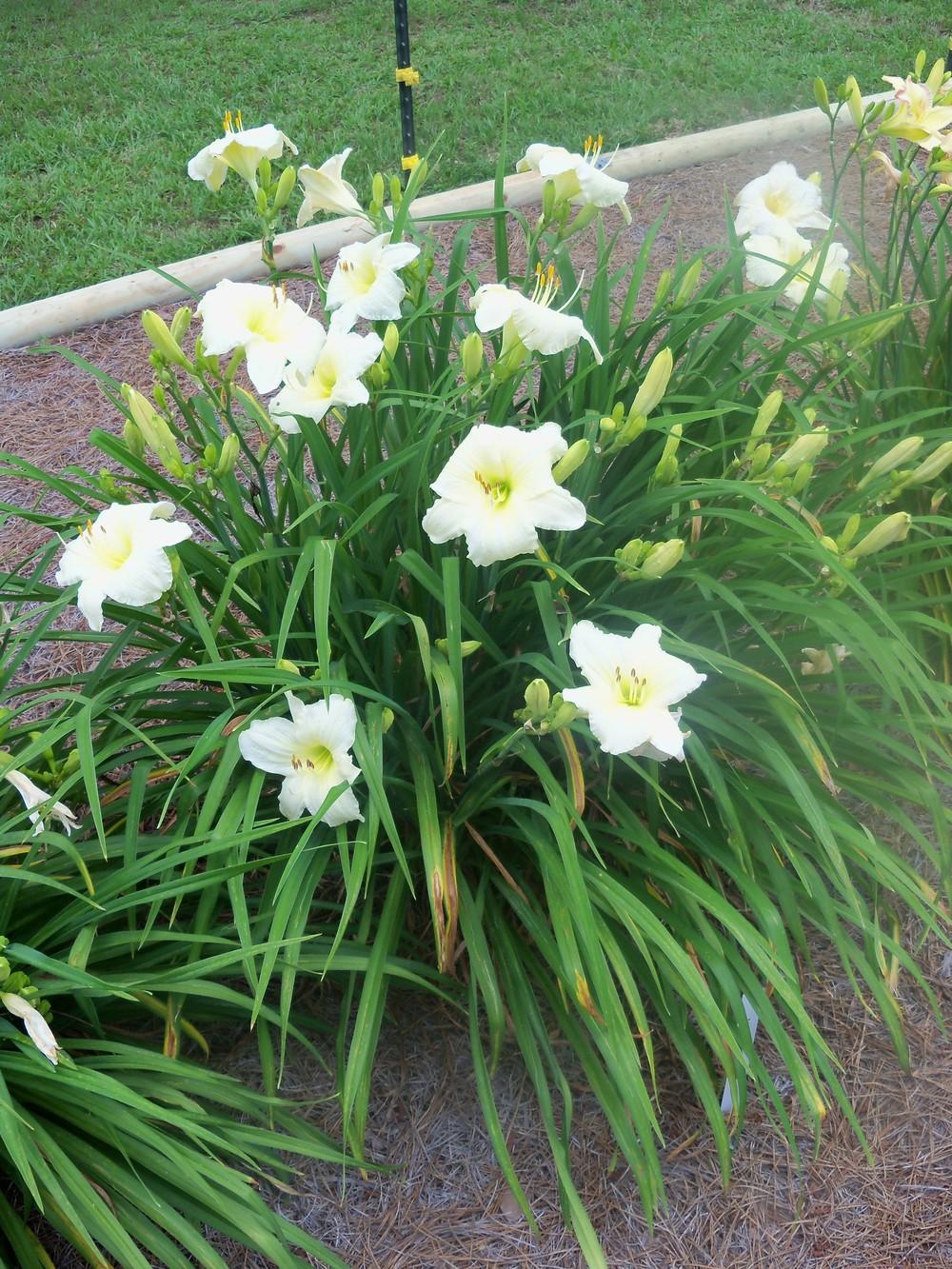 Photo of the entire plant of Daylily (Hemerocallis 'Joan Senior