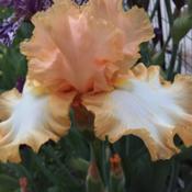 Tall Bearded Iris (Iris ‘Barbara My Love’) in the Irises Database