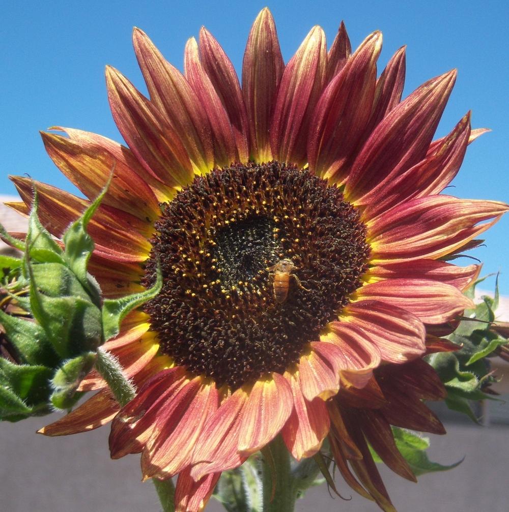Photo of the bloom of Sunflower (Helianthus annuus 'Autumn Beauty