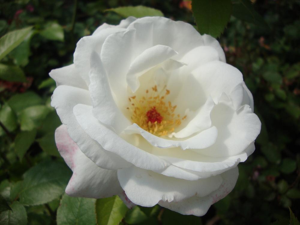 Photo of the bloom of Rose (Rosa 'Sugar Moon') posted by Paul2032