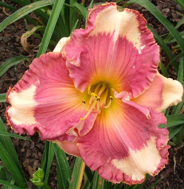 Daylily (Hemerocallis 'Geneva Strawberry Kisses') in the Daylilies ...