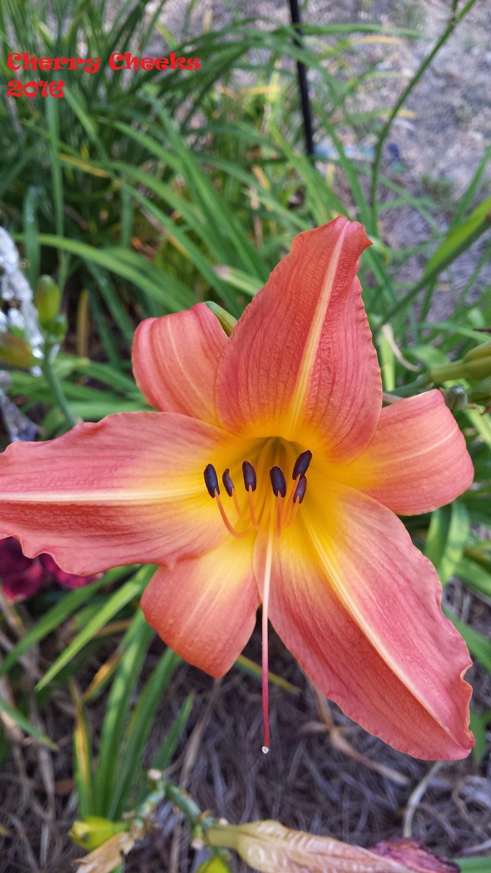 Photo of the bloom of Daylily (Hemerocallis &lsquo;Cherry Cheeks&rsquo;) posted by