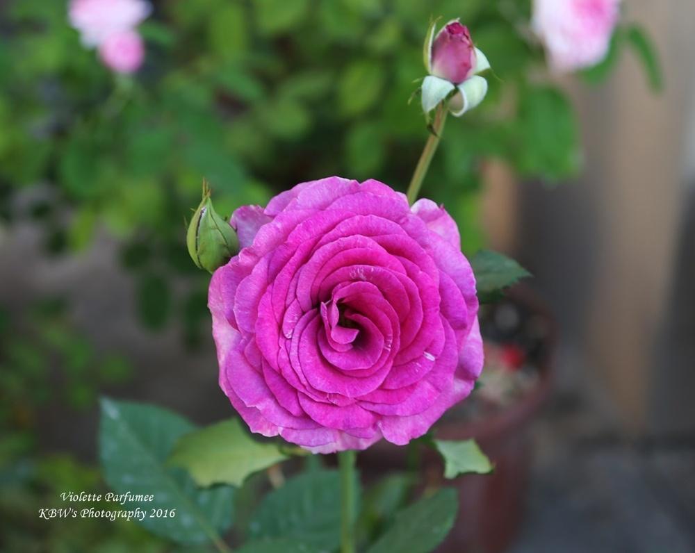 Photo of the bloom of Rose (Rosa ‘Melody Parfumee’) posted by kbw664