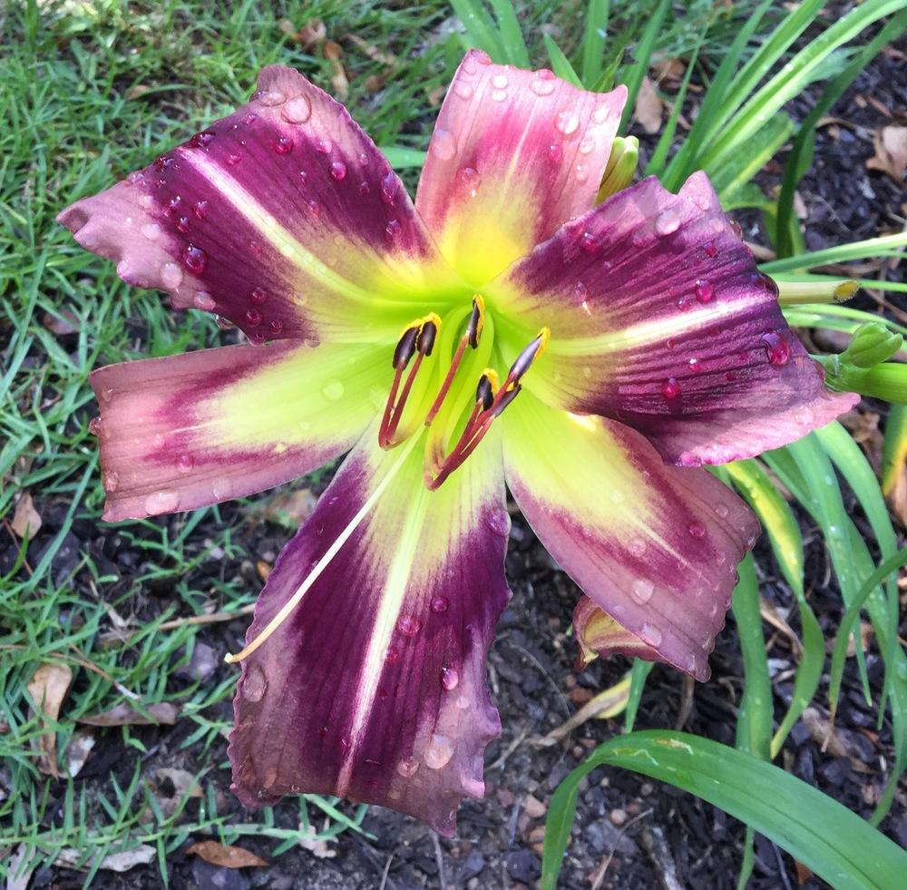 Photo of the bloom of Daylily (Hemerocallis 'Starman's Quest') posted