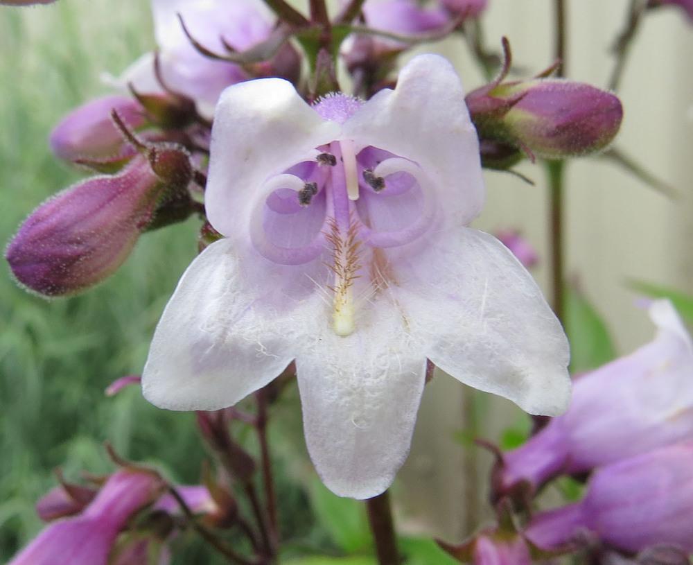 Foxglove Penstemon (Penstemon digitalis 'Mystica') in the Penstemons