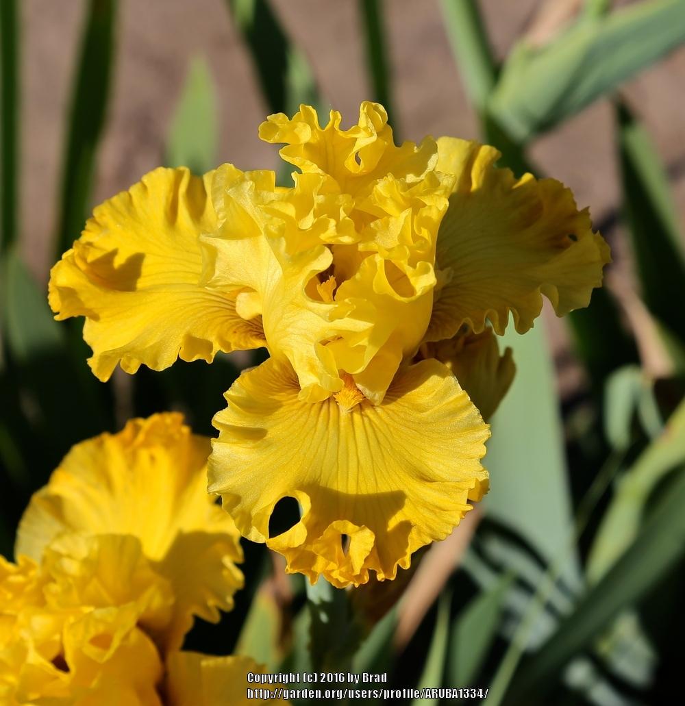 Tall Bearded Iris (Iris 'Canadian Brass') in the Irises Database