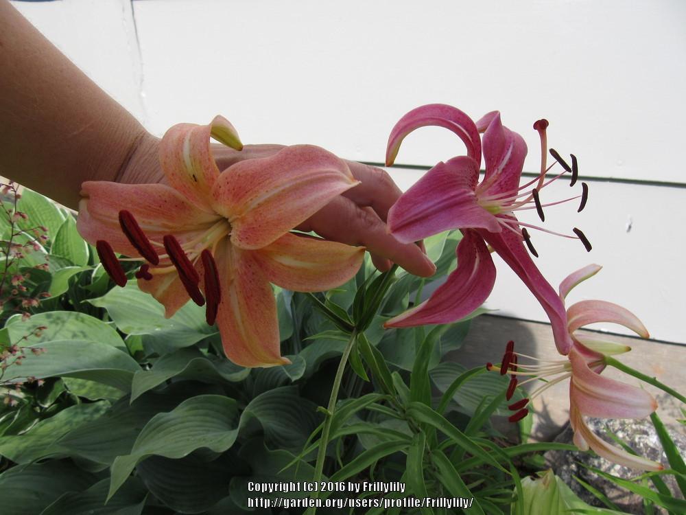 What makes the blooms deformed? in the Lilies forum