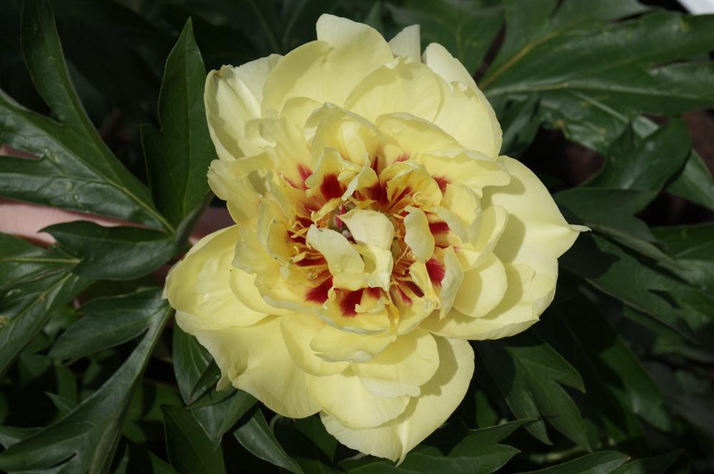 Intersectional Peony (Paeonia 'Yellow Waterlily') in the Peonies Database
