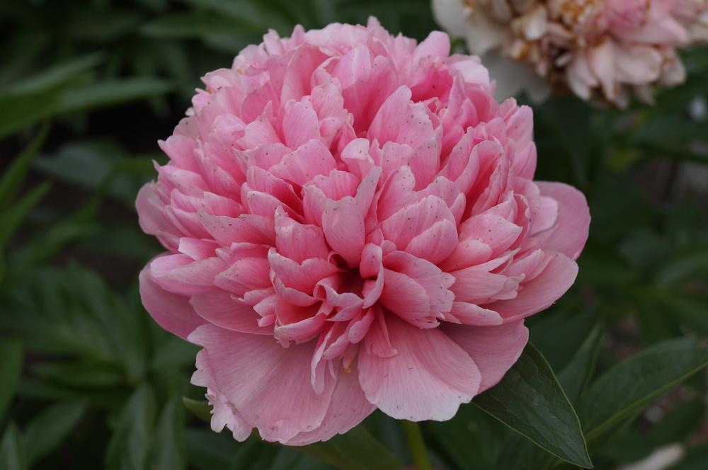 Garden Peony (Paeonia 'Salmon Beauty') in the Peonies Database