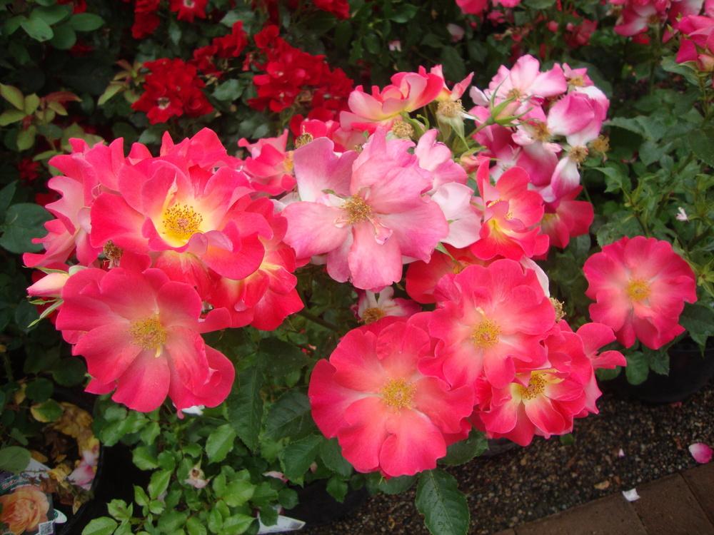 Photo of the bloom of Rose (Rosa 'Yabba Dabba Doo') posted by Paul2032