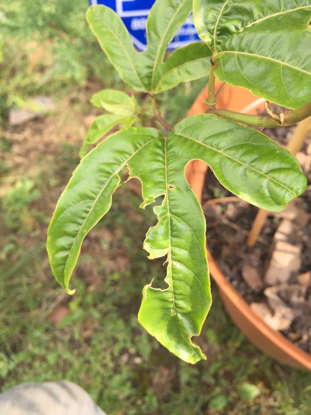 Passion fruit something is eating it!!! in the Ask a Question forum