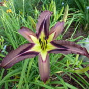 Location: My garden in Cumming, GADate: 2016-06-17