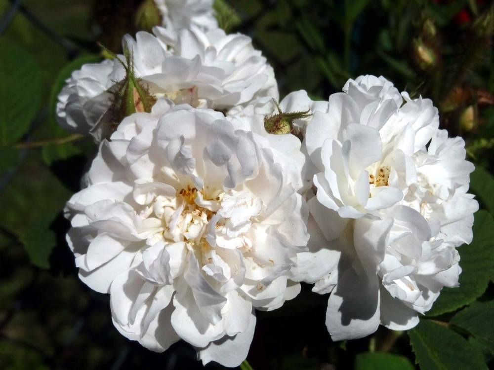 Rose (Rosa 'Perpetual White Moss') in the Roses Database