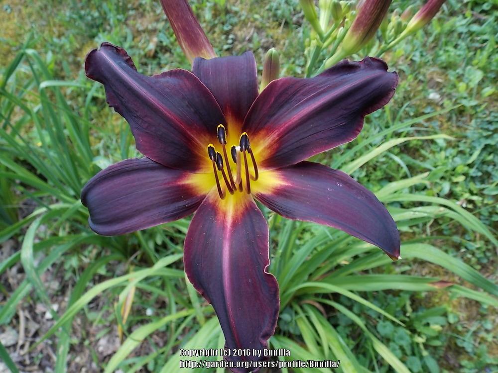 Daylily (Hemerocallis 'Derby Bound') in the Daylilies Database