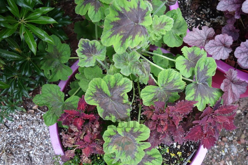 Photo of the entire plant of PeppermintScented Geranium (Pelargonium