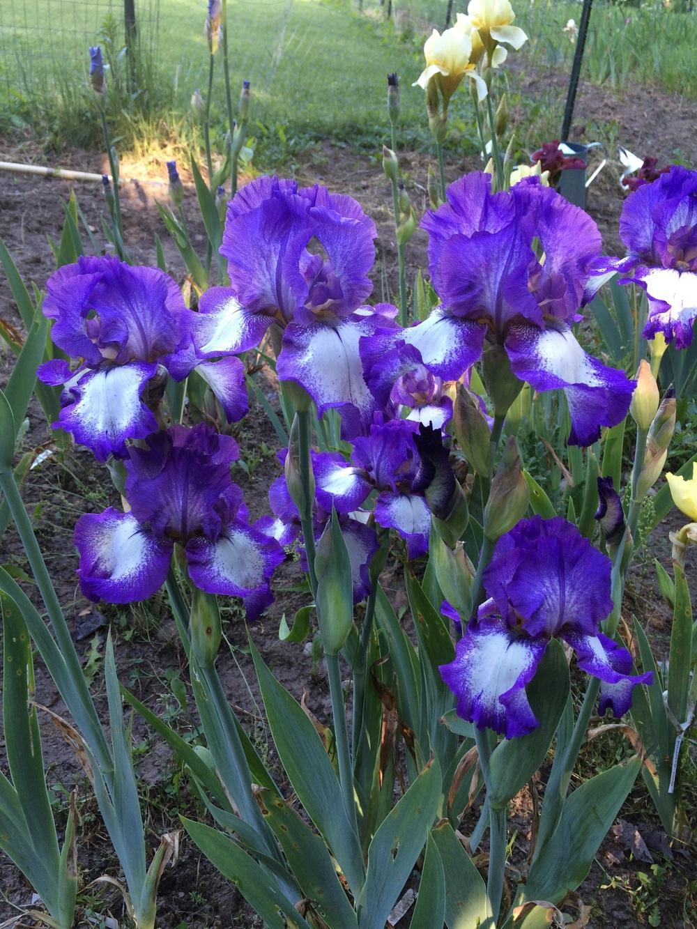 Tall Bearded Iris (Iris 'Grape Soda') in the Irises Database