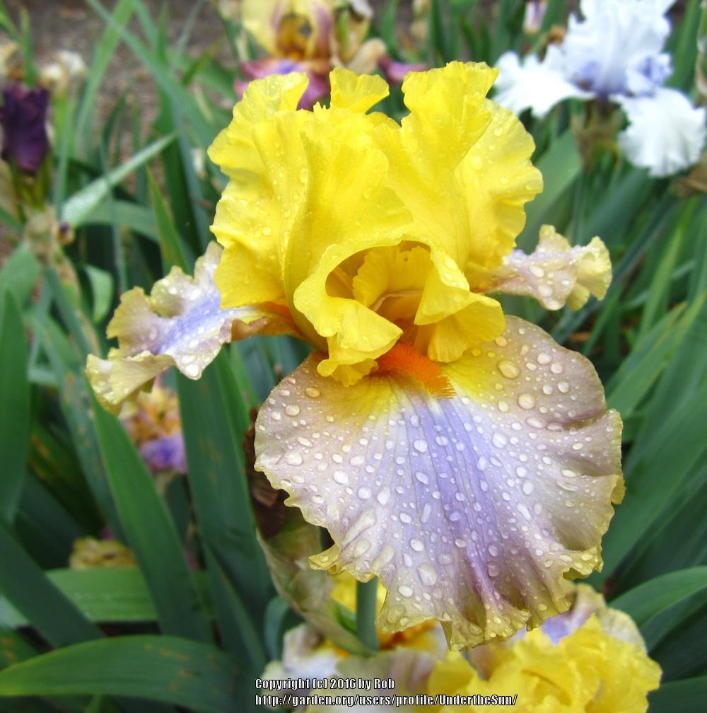 Photo of the bloom of Tall Bearded Iris (Iris 'Catwalk Queen') posted