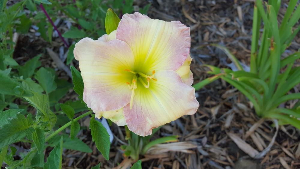 Daylily (Hemerocallis 'Chimes of Freedom Flashing') in the Daylilies