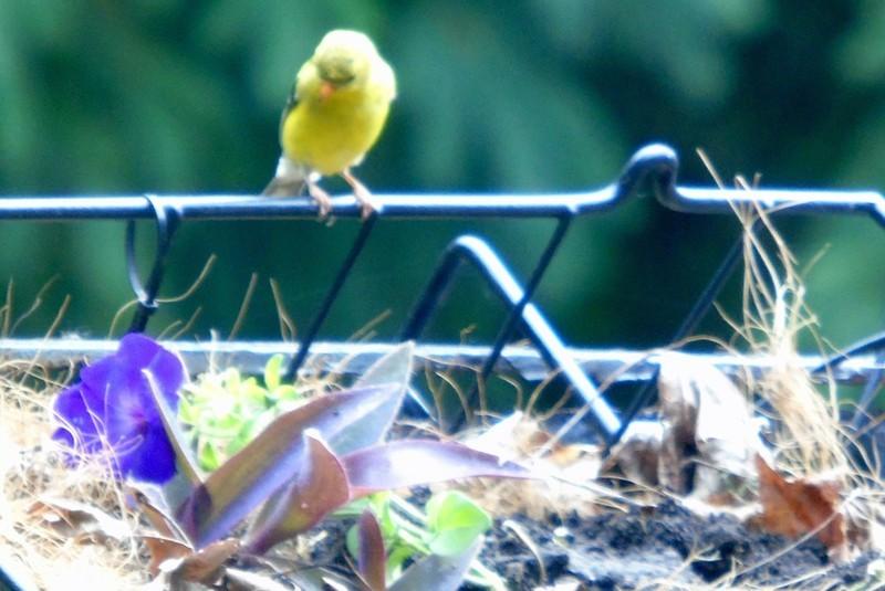 Goldfinches Eating my Sedum! in the Sedum forum