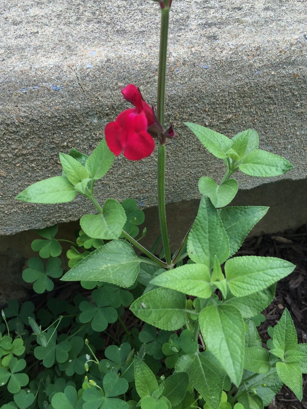 Photo of the entire plant of Sage (Salvia Windwalker® Royal Red) posted